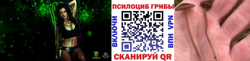 Галлюциногенные грибы прущие грибы  Камень-на-Оби 